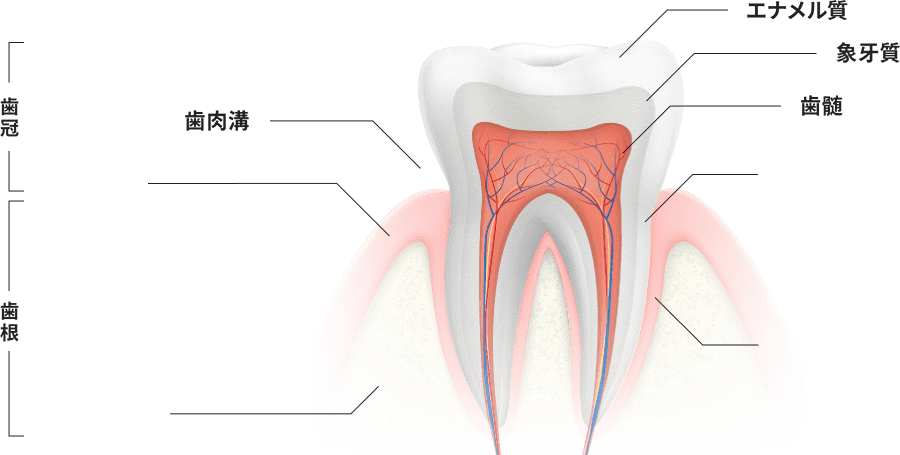 歯周組織の構造を記載している図